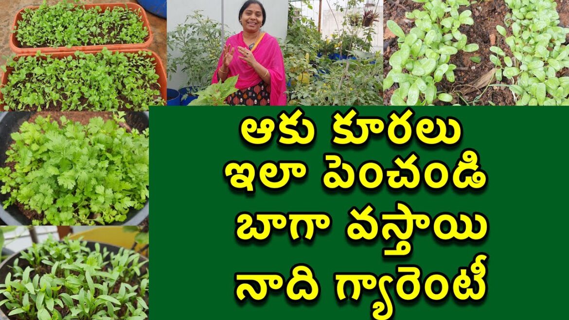 ఆకు కూరలు ఇలా చేస్తే 100% వస్తాయి|Grow Leafy Vegetables Successfully | Growing Leafy veggies Easyly ఆకు కూరలు ఇలా చేస్తే 100% వస్తాయి|Grow Leafy Vegetables Successfully | Growing Leafy veggies Easyly