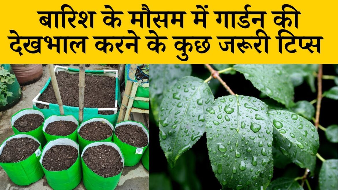बारिश के मौसम में गार्डन की देखभाल करने के कुछ जरूरी टिप्स | Rainy Season Gardening Tips in Hindi