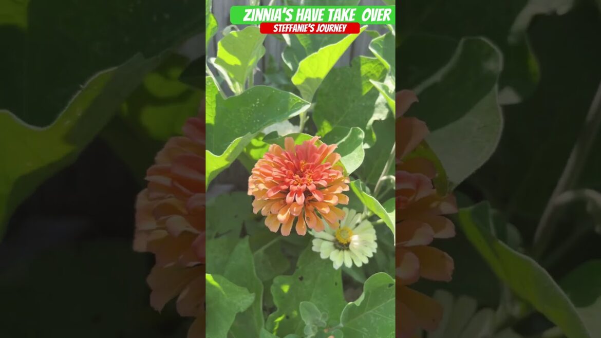 Zinnia’s Rule The Garden Bed! || Zone 7B GA || Urban Gardening || Short 141 || Steffanie’s Journey