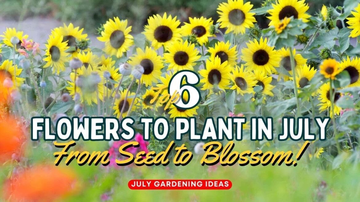 From Seed to Blossom: The 6 Best Flowers to Plant in July 🌻🍃🌻 // Gardening Ideas