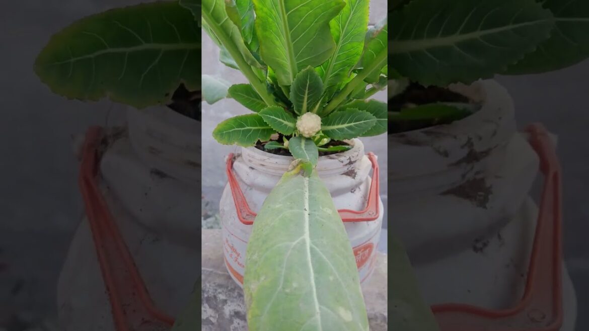 Cauliflower with multiheads #vegetable gardening #garden tips #gardening #cauliflower