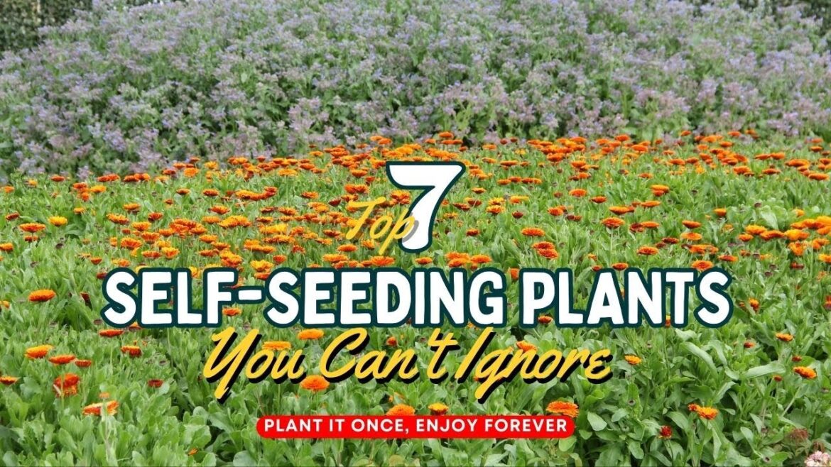 Plant It Once, Enjoy Forever: Top 7 Self-Seeding Plants You Can't Ignore 🌺🌻🌸 // Gardening Ideas