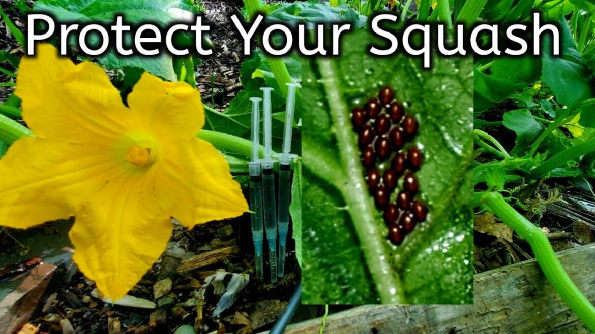 BEST TIPS Against The Vine Squash Borers & Squash Bugs