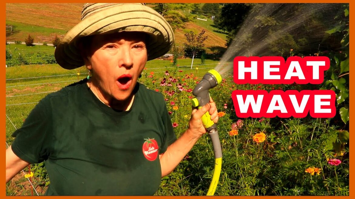 Kaye Kittrell: MASSIVE HEAT WAVE GARDEN TOUR! 🔥 MASSIVE HEAT WAVE GARDEN TOUR! 🔥