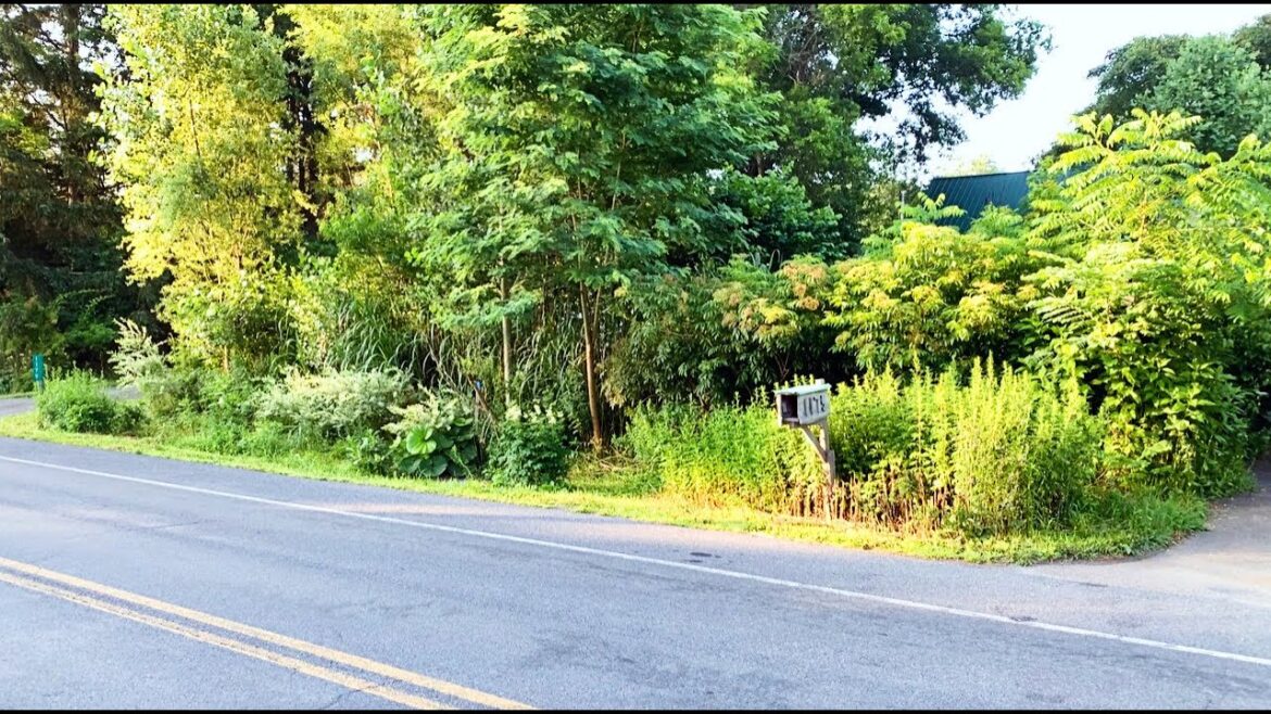 Living Wall - Mid-Summer Update 2023 - Starting to Forest!