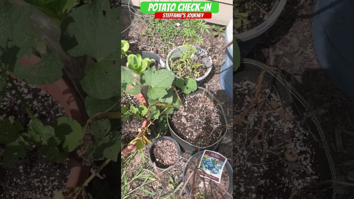 Potatoes Are Almost There!! || Zone 7B GA || Urban Gardening || Short 142 || Steffanie’s Journey
