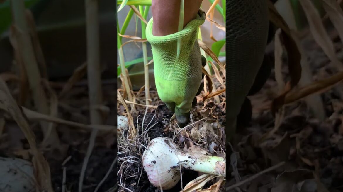 The Garlic Growth Timeline: How Long Does it Take to Cultivate this Flavourful Crop?