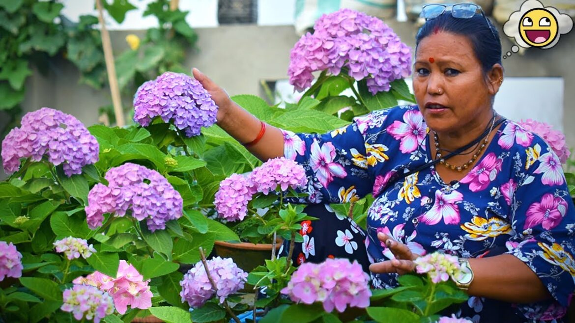 Hydrangea Flower Cutting Care & Tips I Rooftop Garden in Nepal I Pabitra Garden