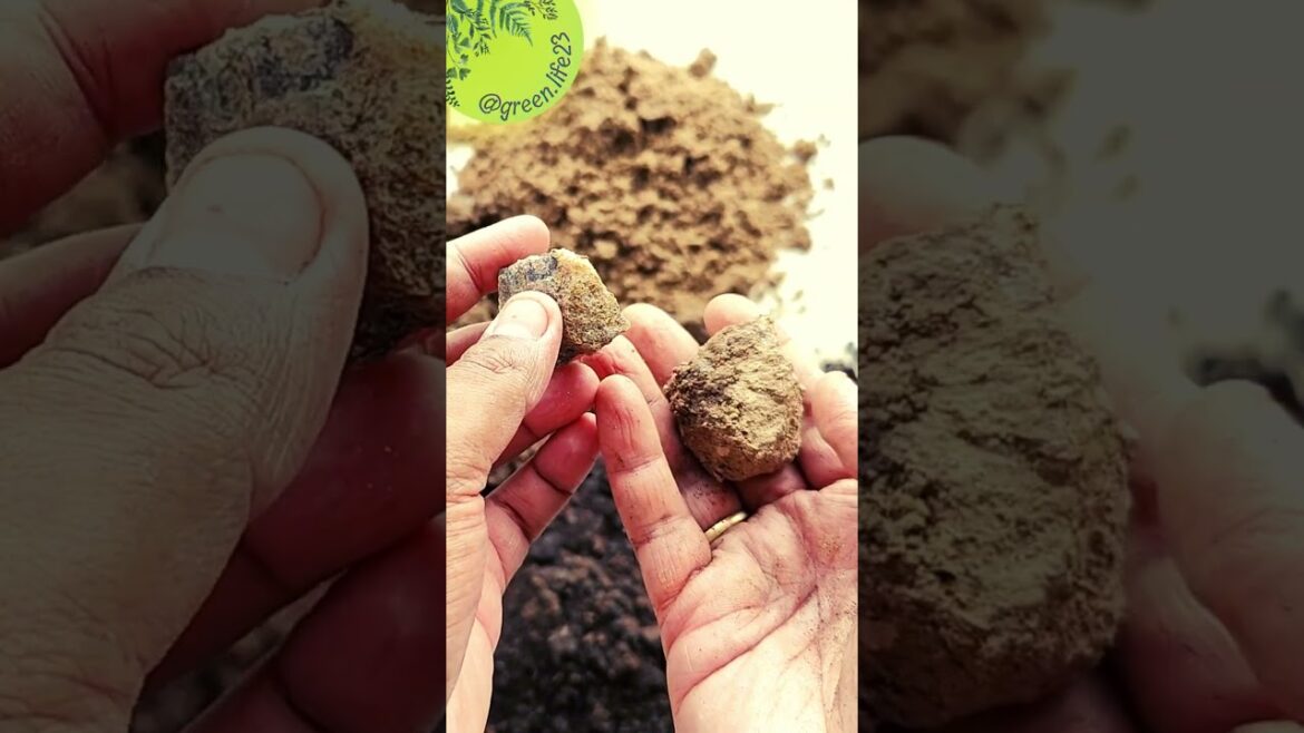 How to pot  a plant after getting it from nursery #shorts #gardening #gardeningtips #gardenideas