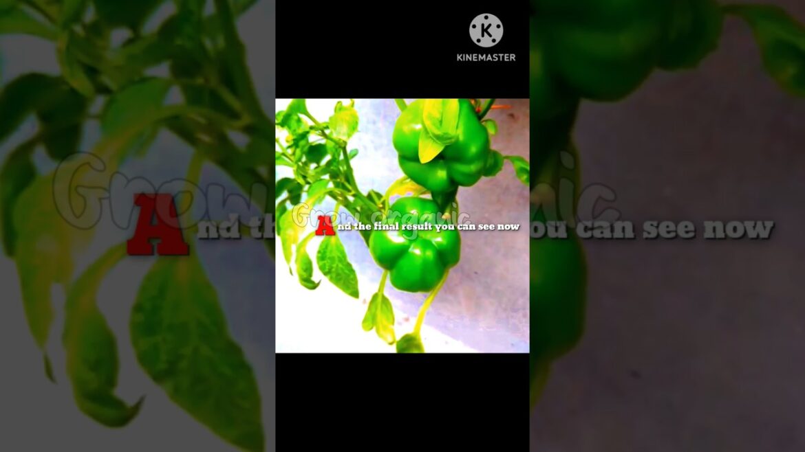 Unbelievable! Grow Bell Peppers at Home! #UrbanGardening