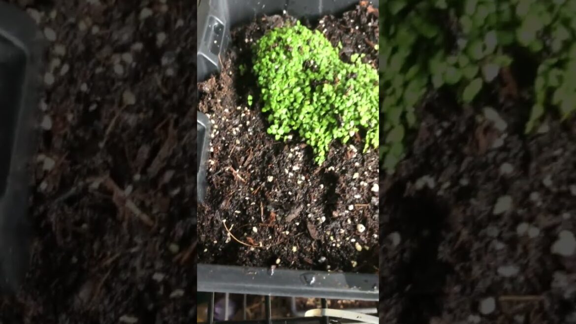 Thyme for a Living Mulch?