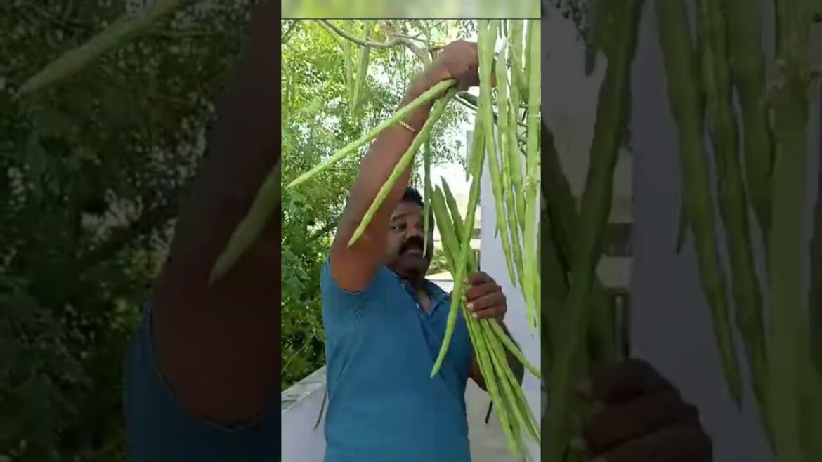 Beautiful vegetable Gardening | My bro garden click your👍likes👍