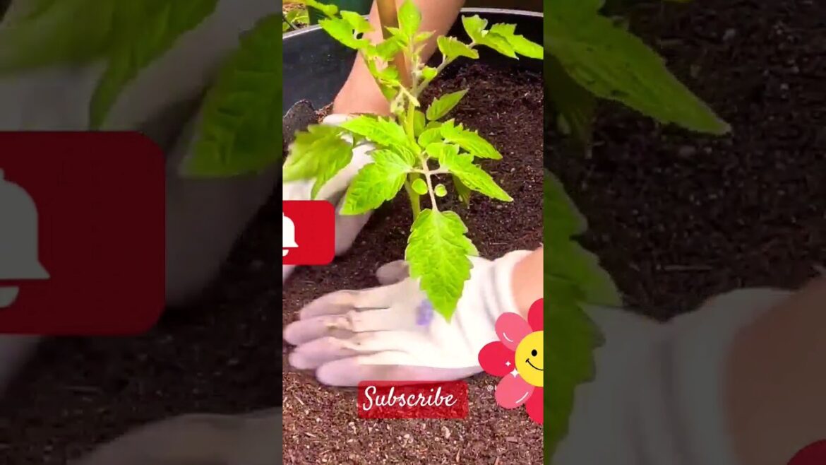 simple project Garden for home#home gardening#miniature gardens#shortsvideo#subscribe simple project Garden for home#home gardening#miniature gardens#shortsvideo#subscribe