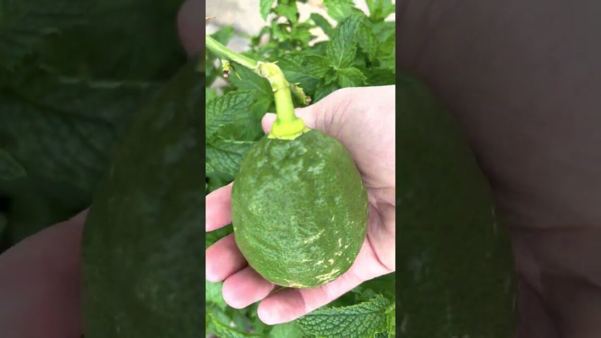 Walk through my Spiritual Edible Garden of One Year