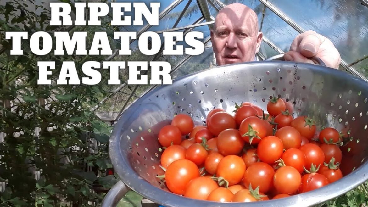 Ripen Your Tomatoes Faster [Gardening Allotment UK] [Grow Vegetables At Home ]