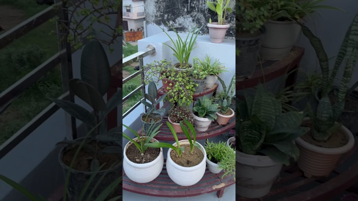 Terrace corner #shorts #yt #garden #terracemakeover Terrace corner #shorts #yt #garden #terracemakeover