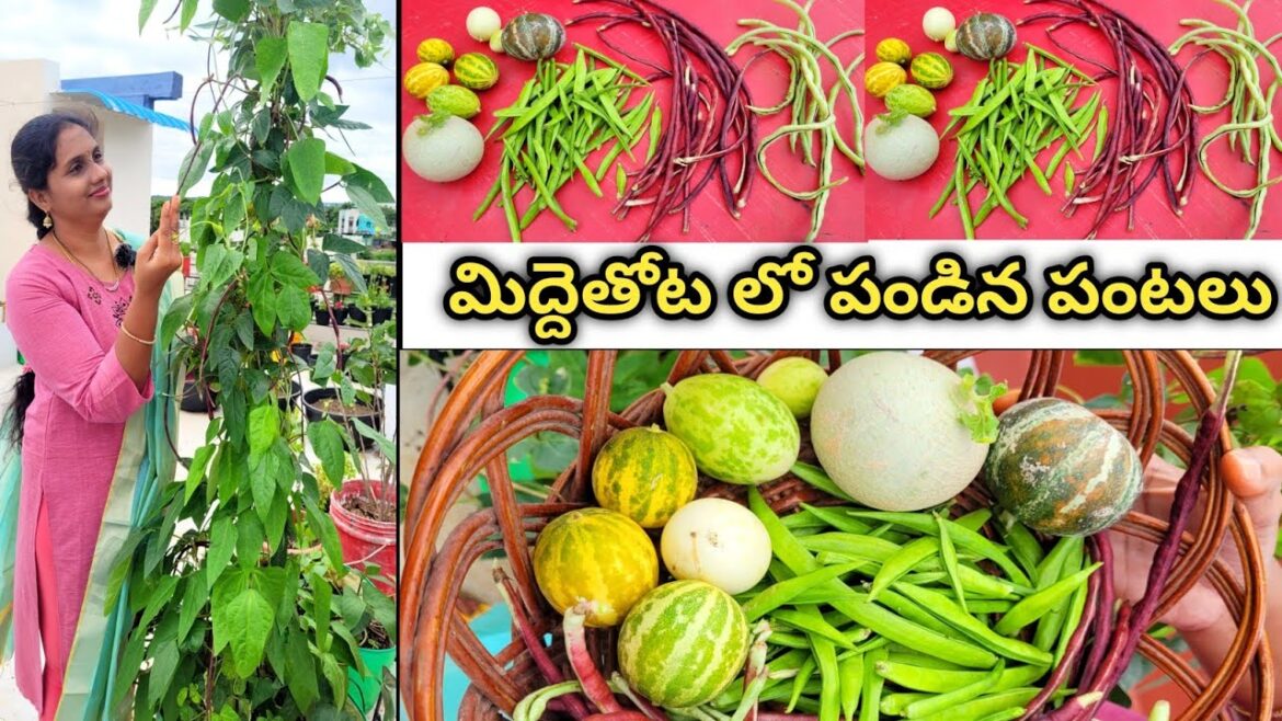 harvesting vegetables from terrace garden | muskmelon | vegetables harvest | organic vegetables