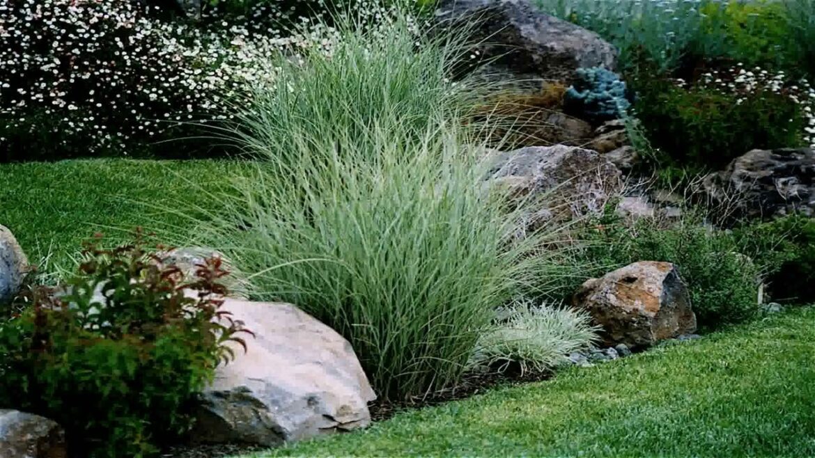 Garden Design Ideas With Grasses