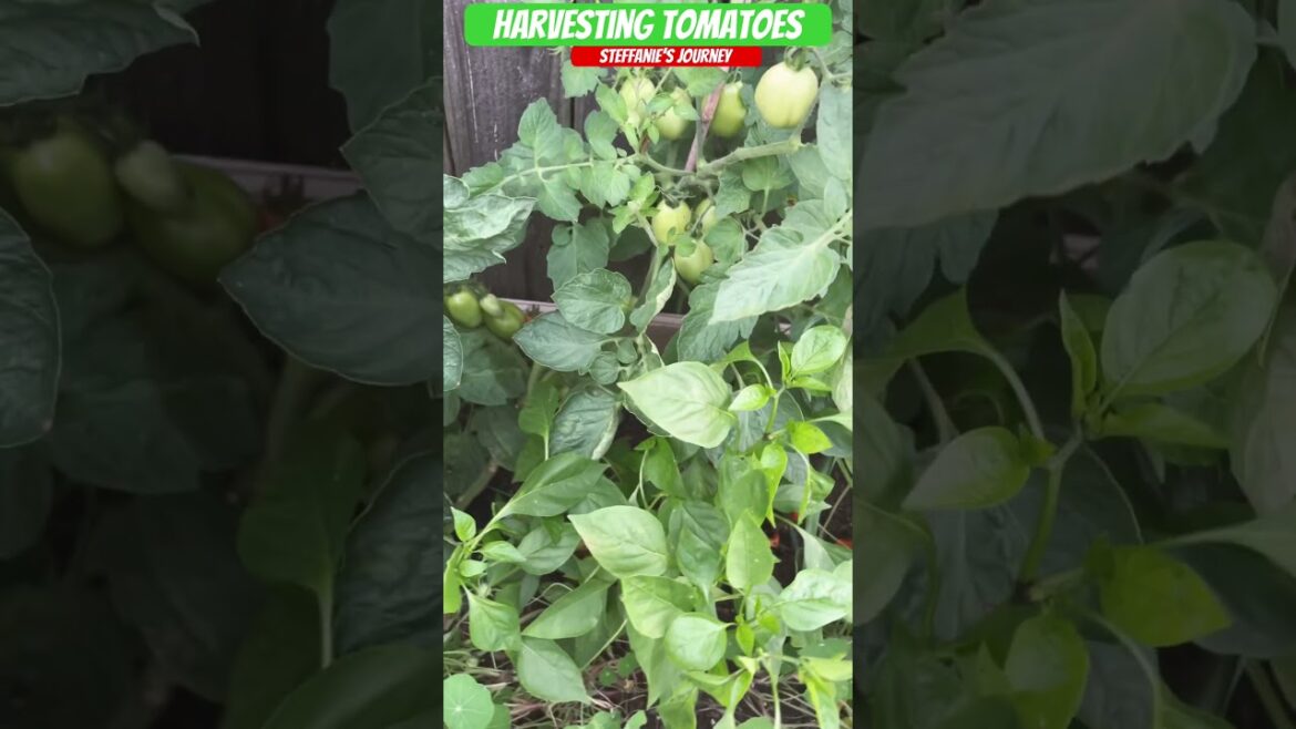 Let’s Harvest Some Tomatoes || Zone 7B || Gardening || Shorts 123 || Steffanie’s Journey Let's Harvest Some Tomatoes || Zone 7B || Gardening || Shorts 123 || Steffanie’s Journey