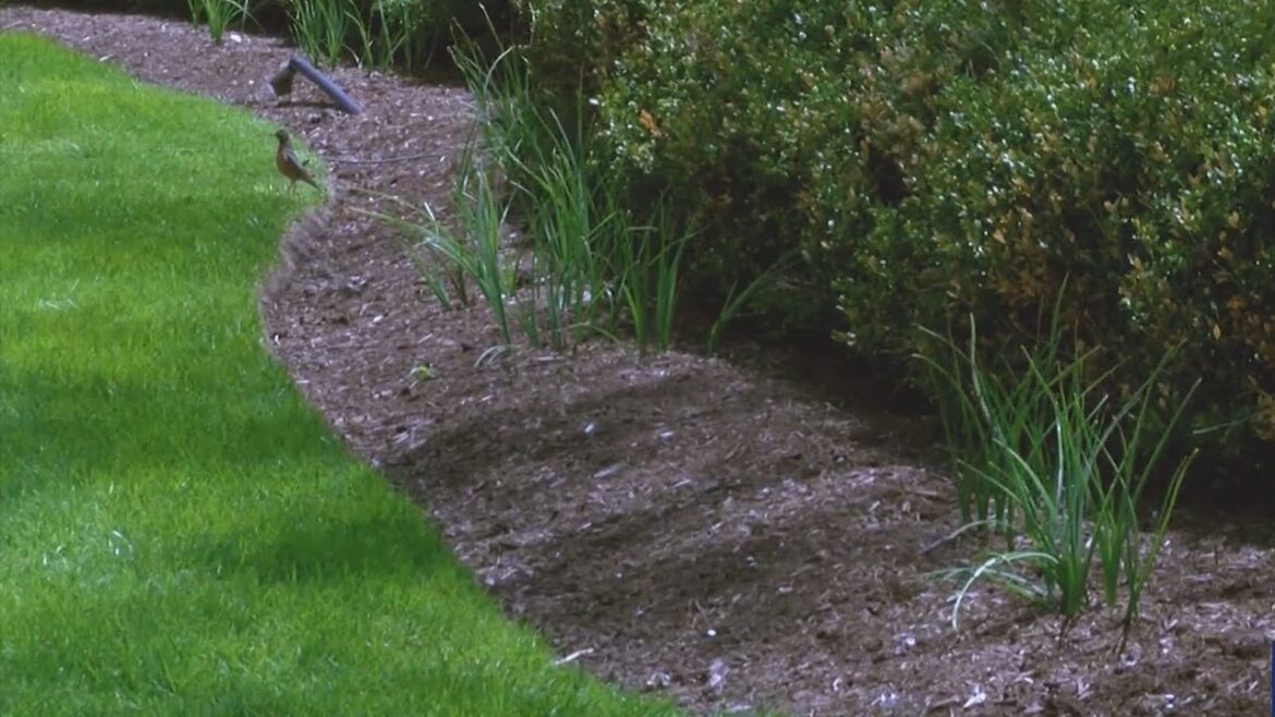 How to properly maintain your garden when heat rises How to properly maintain your garden when heat rises