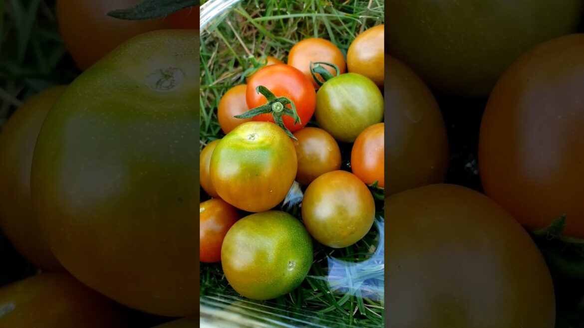 Harvesting Cherry Tomatoes #vegetablegrowing #tomato