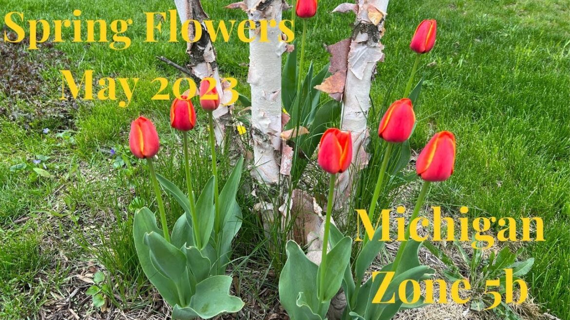 Spring Flowers 2023 // Gardening at the Simongetti North Spring Flowers 2023 // Gardening at the Simongetti North