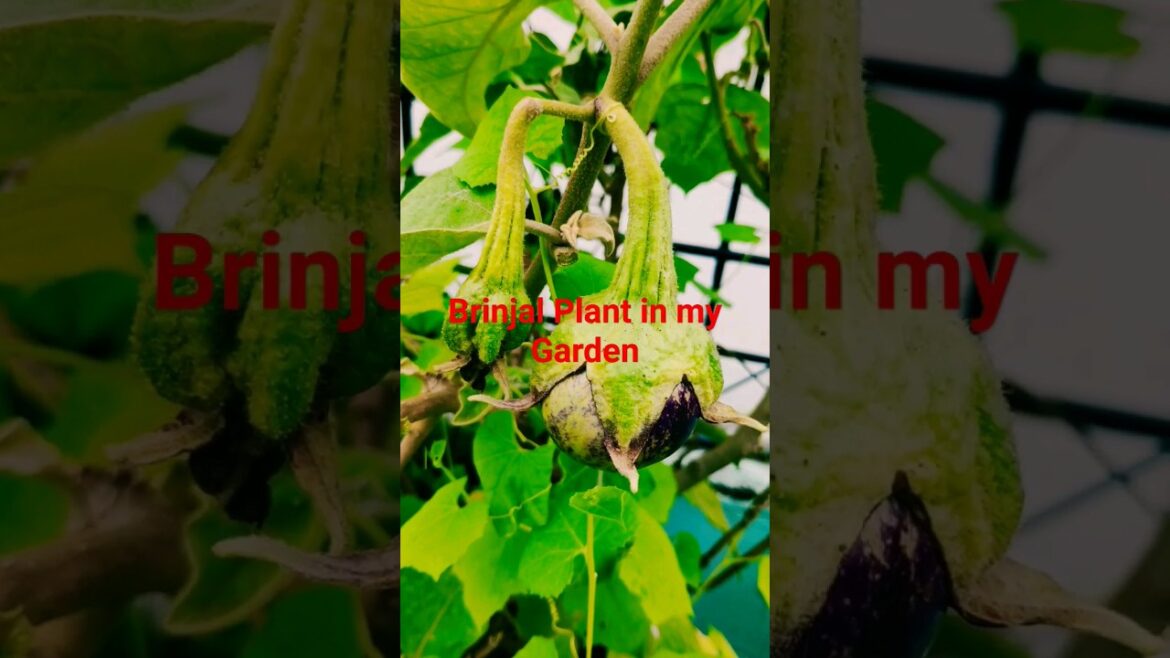 Brinjal Plants in my garden #shorts #shortsfeed #viral #brinjal Brinjal Plants in my garden #shorts #shortsfeed #viral #brinjal
