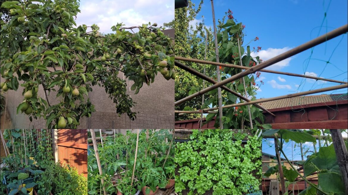 Bangladeshi Vegetable Garden In Uk || Shokher Bagan 2023 || Garden Update Bangladeshi Vegetable Garden In Uk || Shokher Bagan 2023 || Garden Update