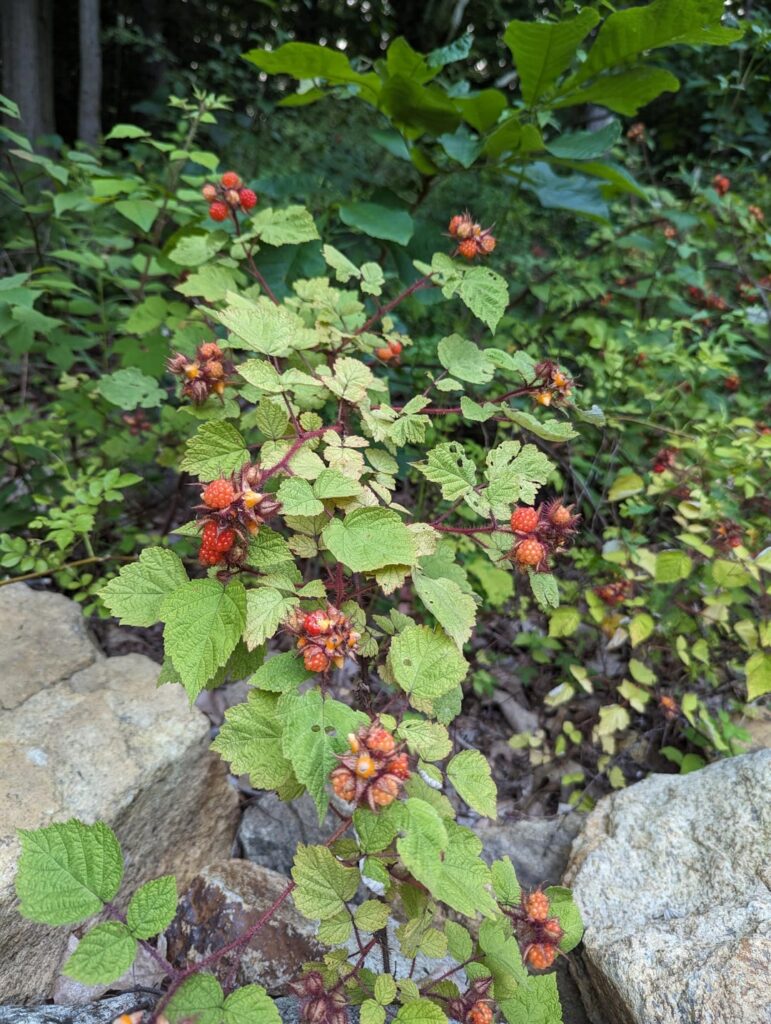 Found berries would like to know what they are and if they’re edible Found berries would like to know what they are and if they're edible