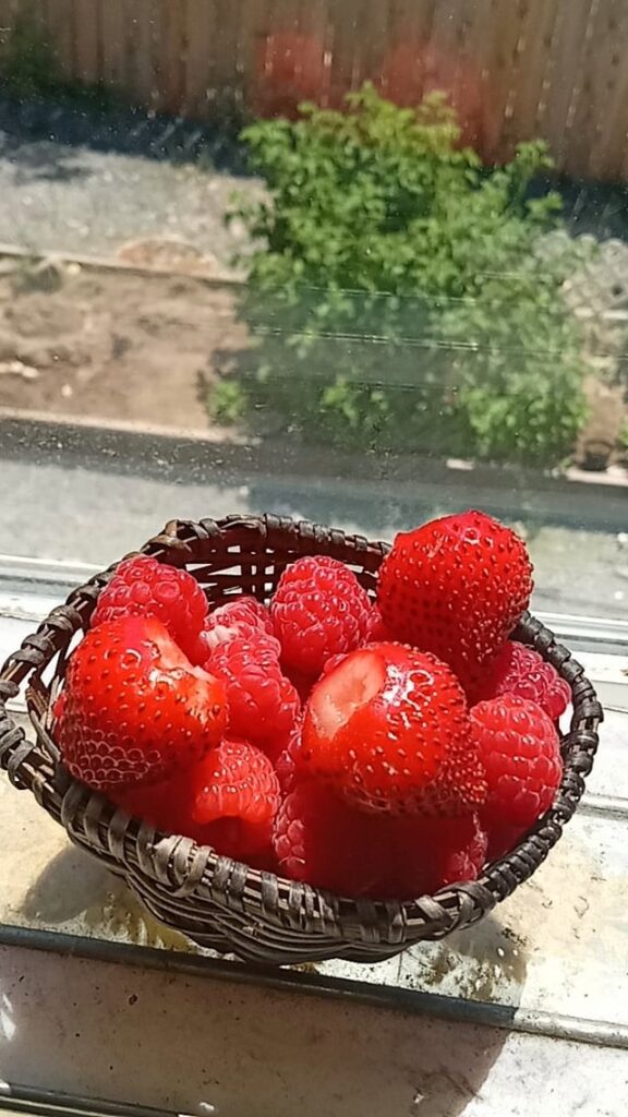 More raspberries plus a few strawberries🍓🌿