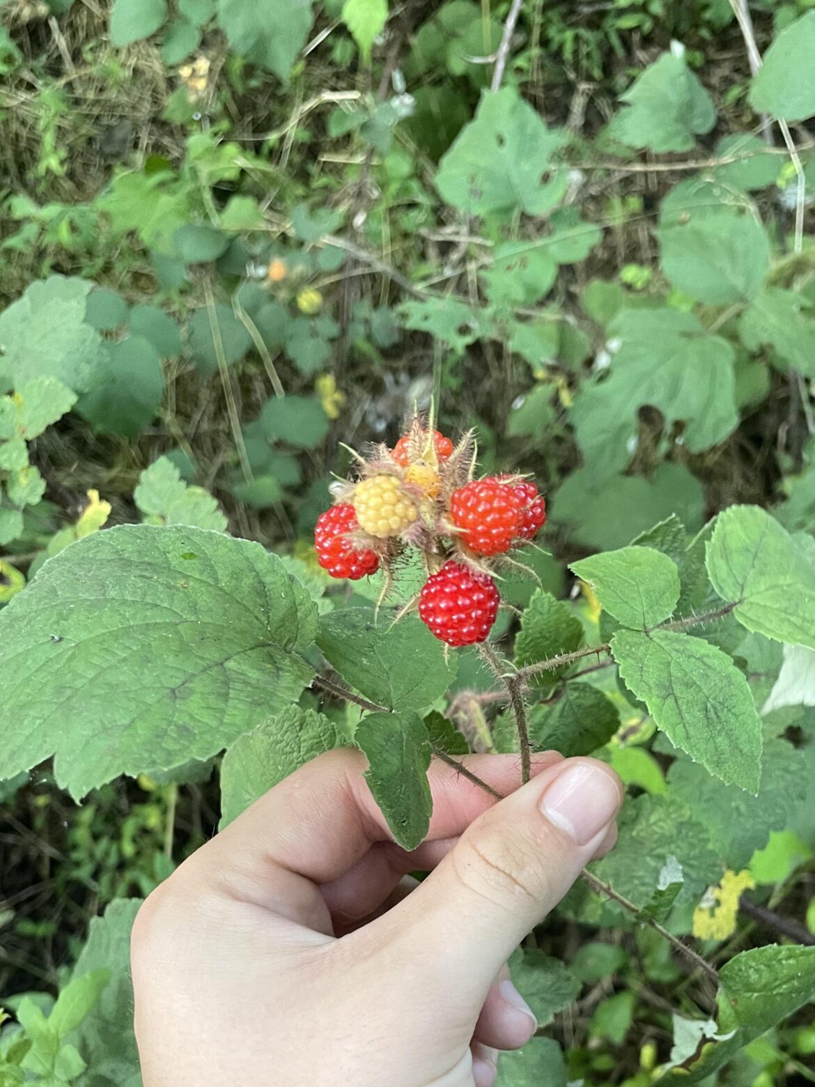 Anyone know if these are wineberries or not?