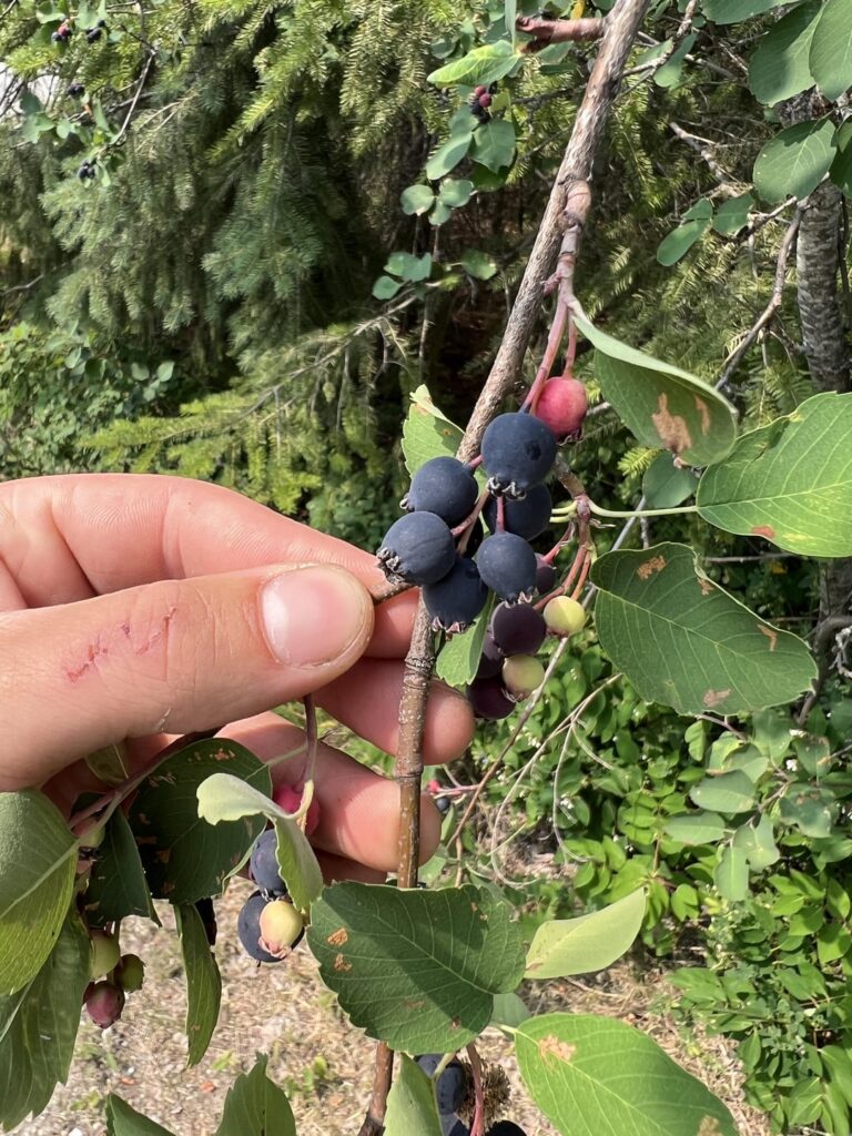 Unknown berries in my yard