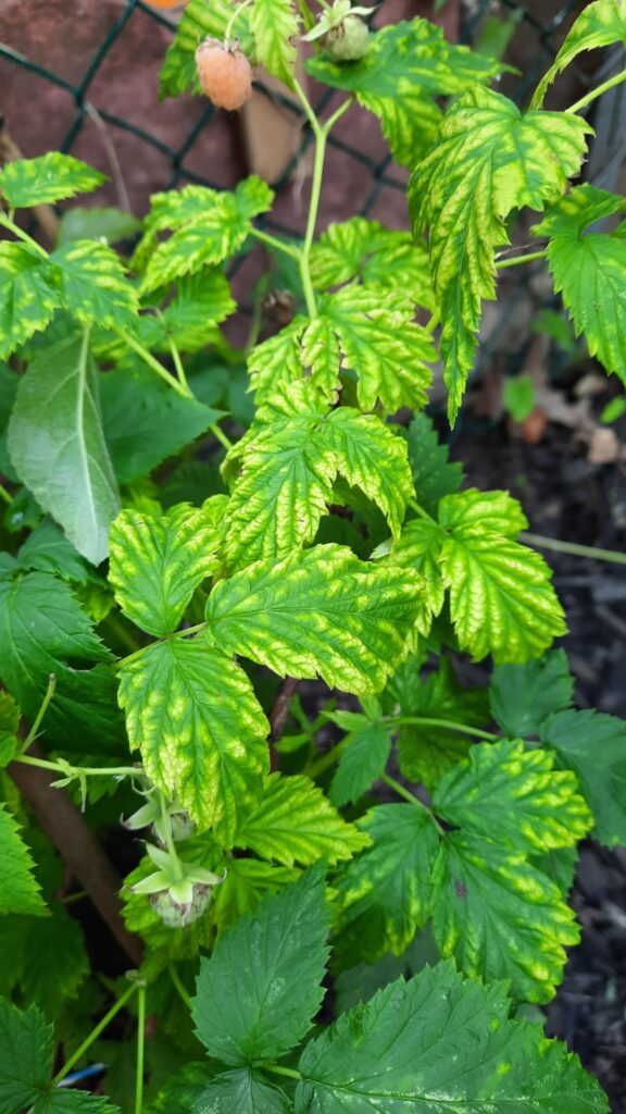 What's wrong with my Anne raspberry bush