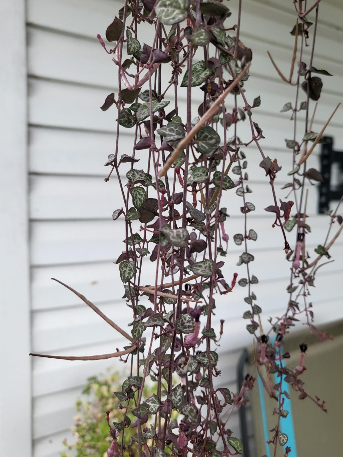 I've been having flowers on my string of hearts, but what are these new V shaped things?