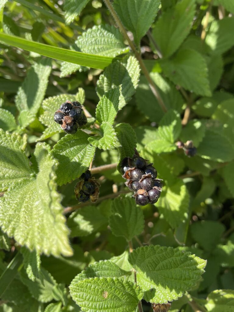 Are these berries poisonous?