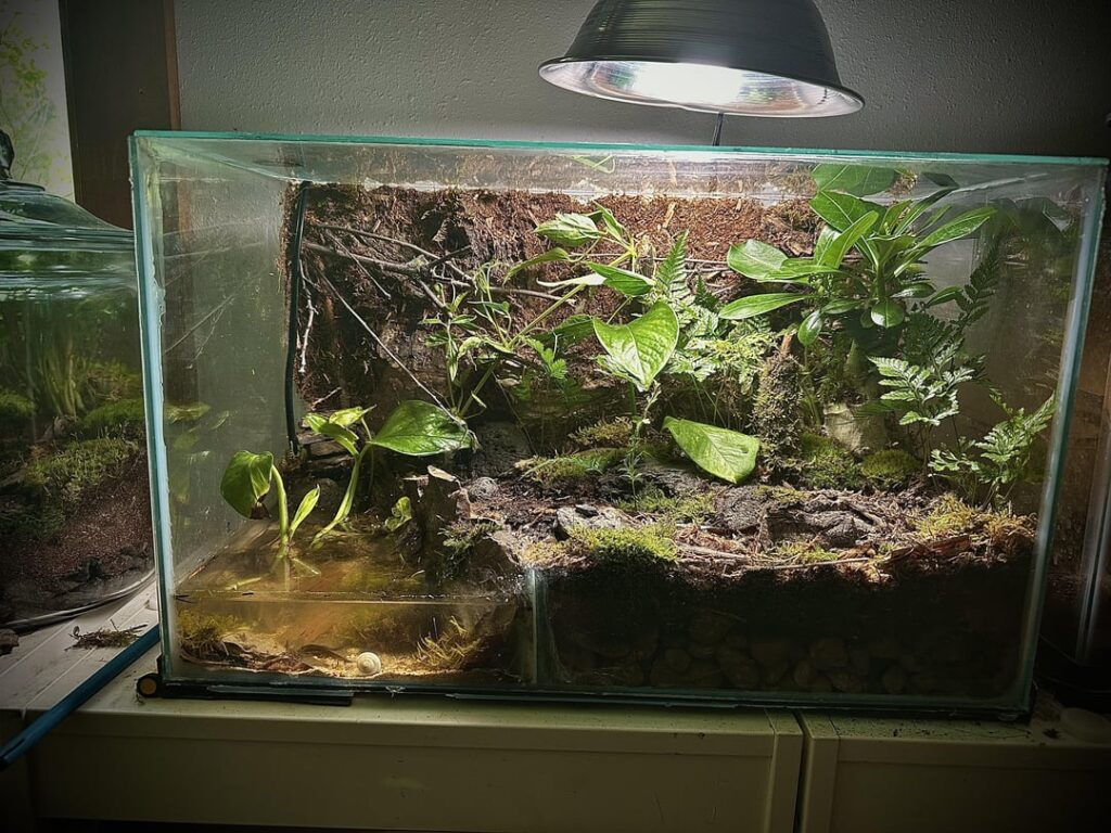 A lil ecosystem paludarium