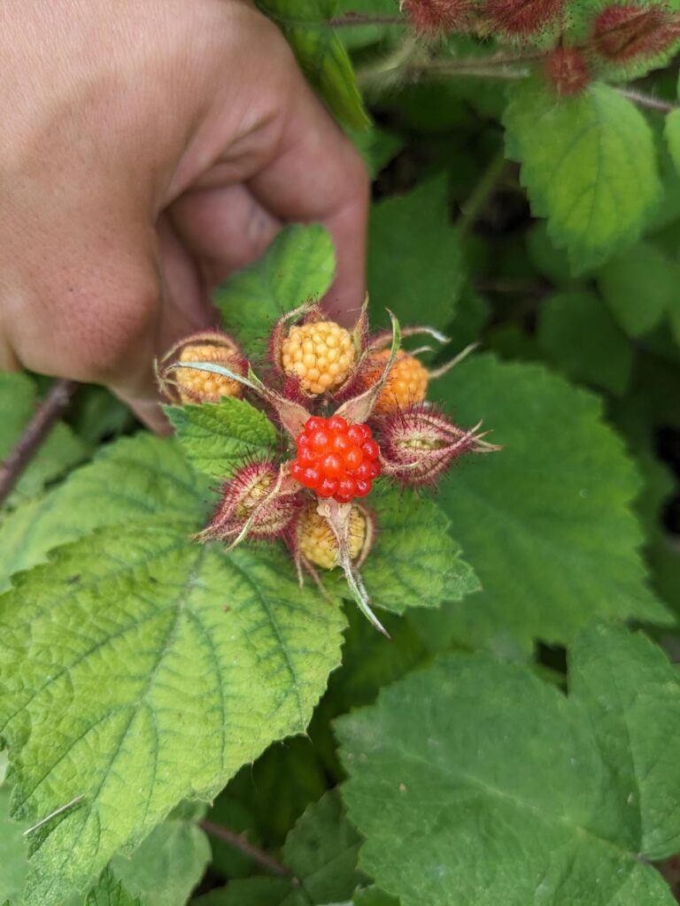 Wine berries are almost ready 5b