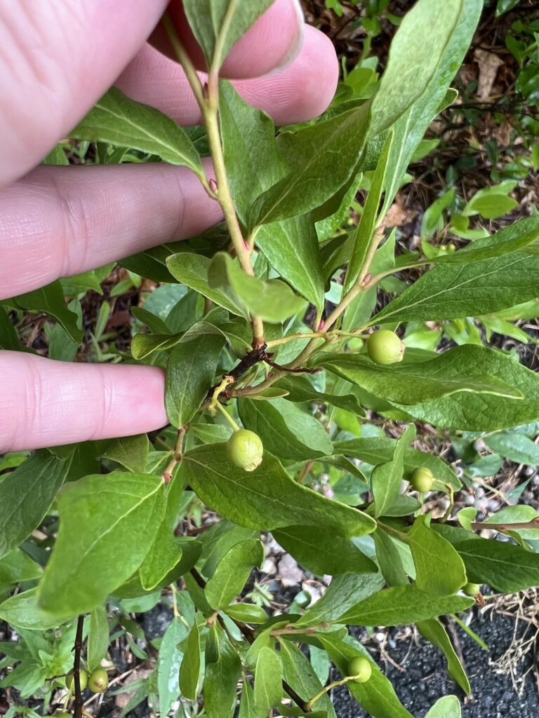 Can anyone help identify this berry? It’s everywhere.