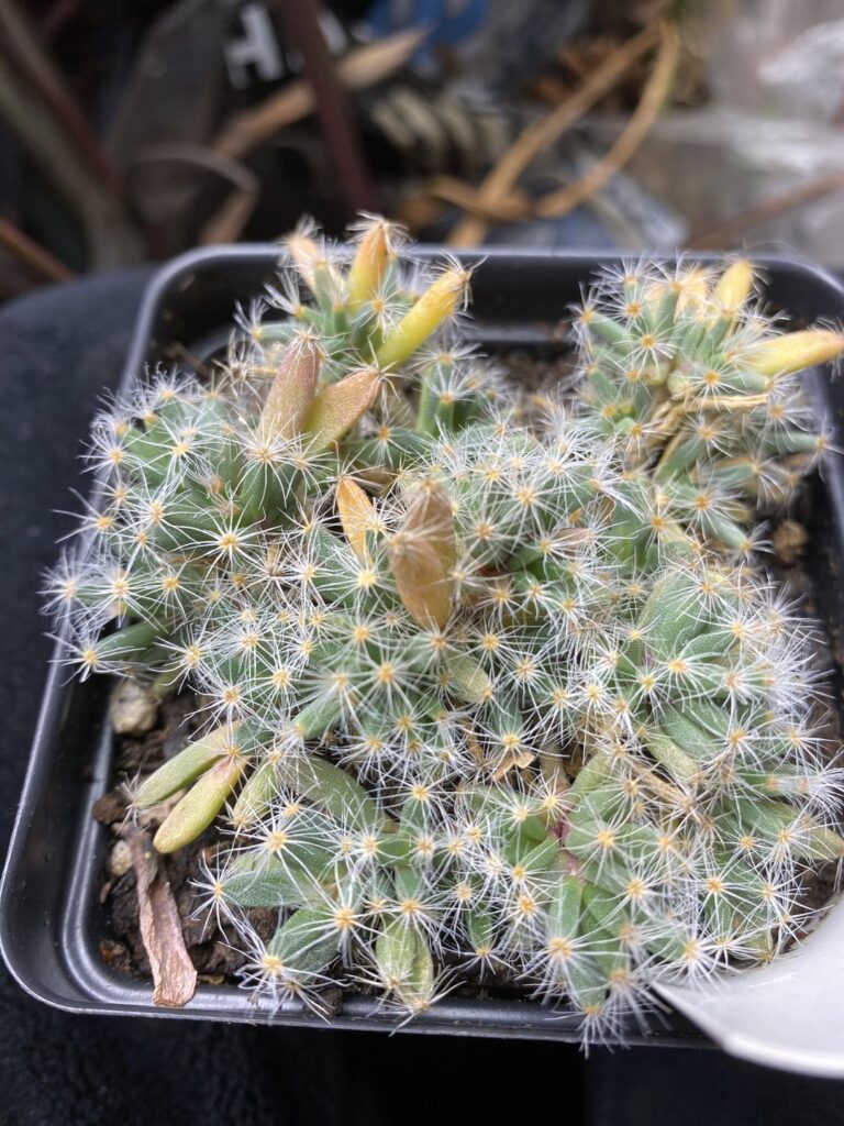 Trichodiadema densum help!