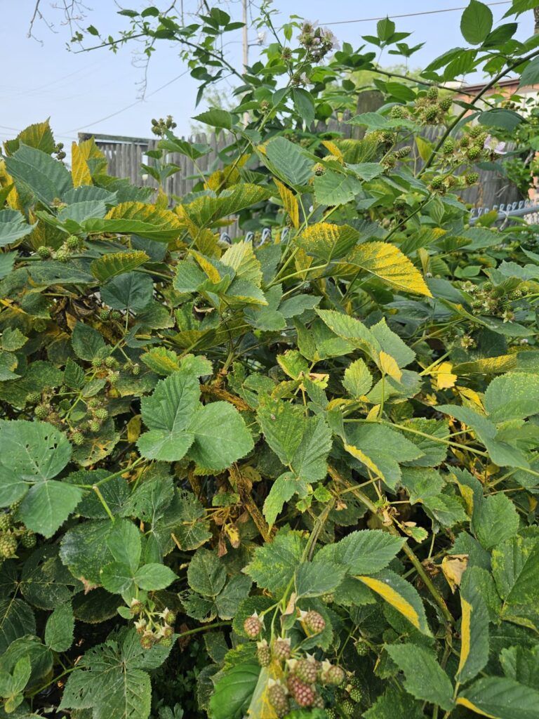 anyone know whats all over my black berry bush