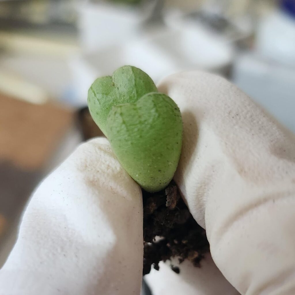 Does anyone have an ID for this little guy?