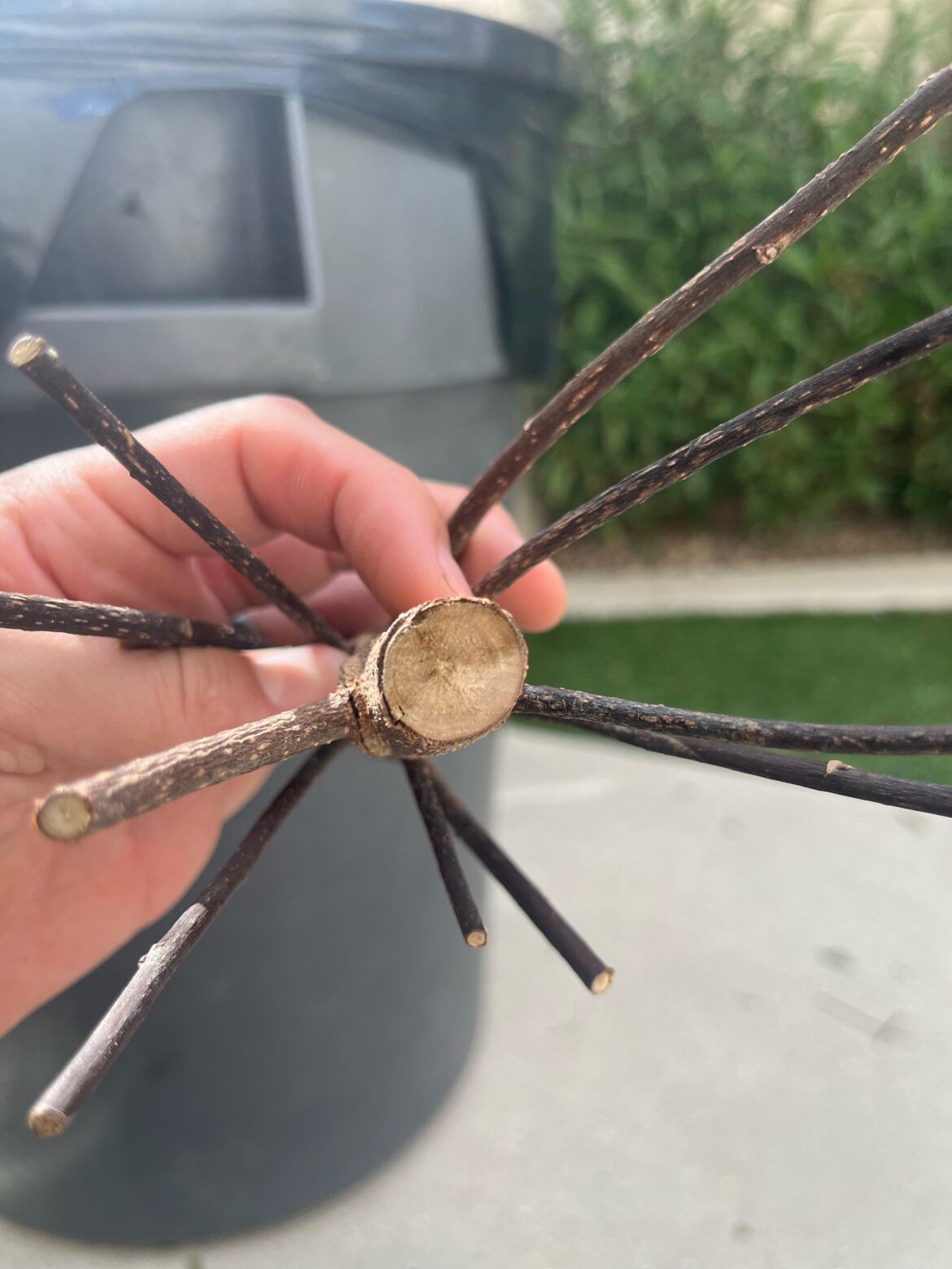 Need help with Jap Blueberry