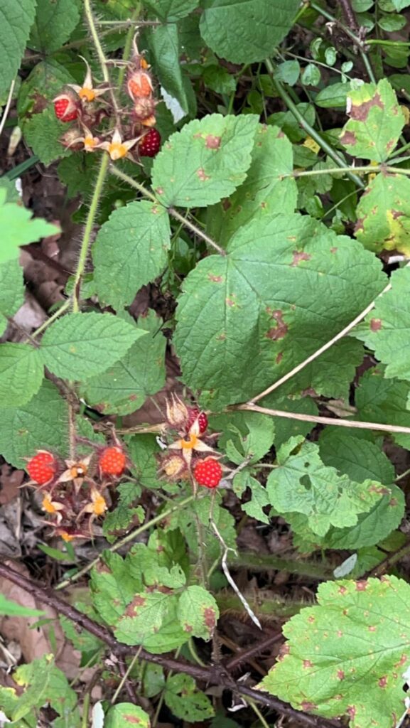 What berries are these and are they edible?
