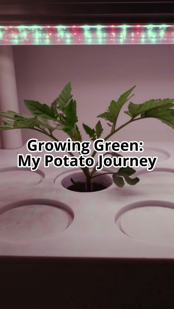 Dwarf Tomato Timelapse 2 （Vegetative Stage)