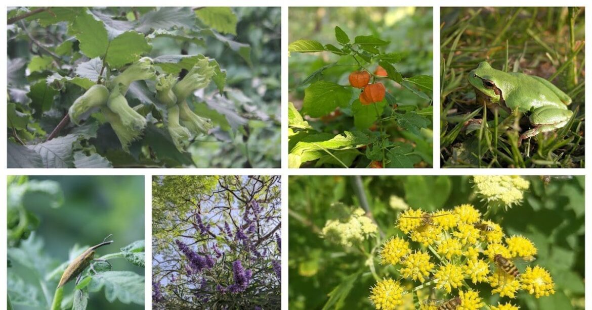 Plants, Wildlife and Polycultures for Forest Gardens and Regenerative Landscapes - Part 4