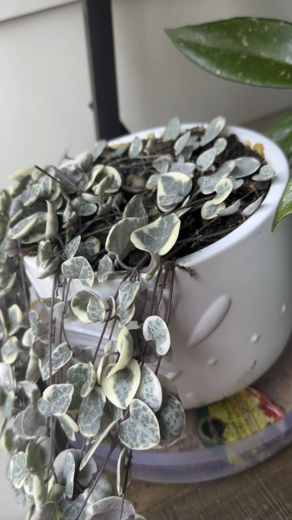 Variegated String of Hearts
