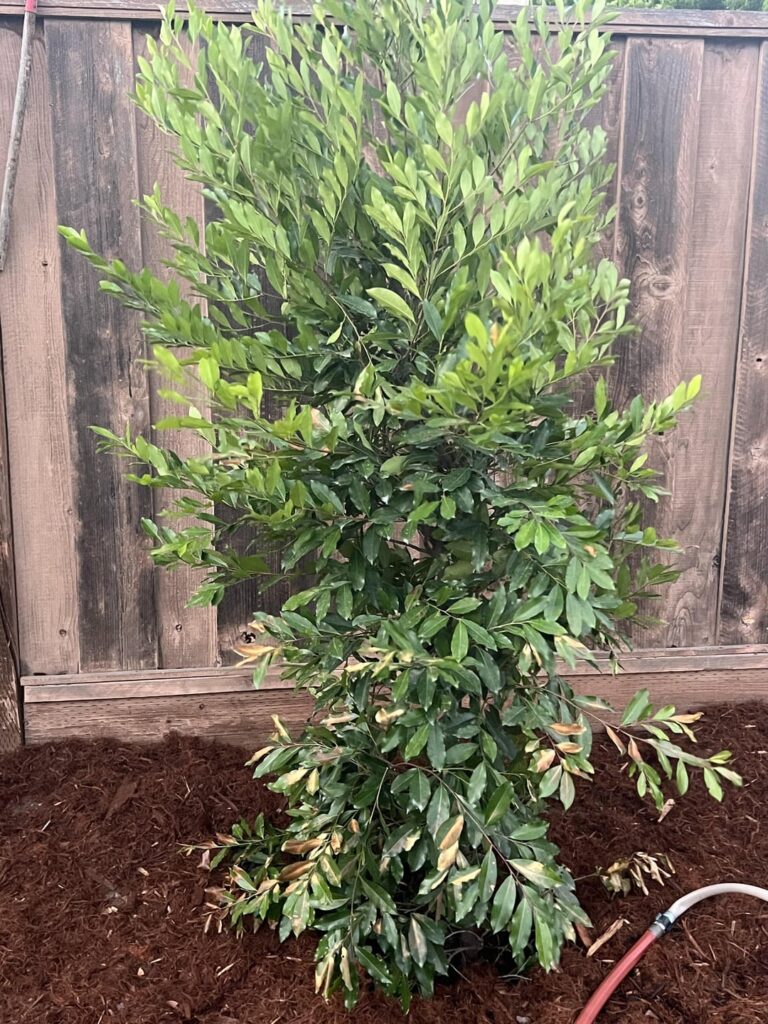 Sunburn on Bright and Tight Laurel? Sunburn on Bright and Tight Laurel?