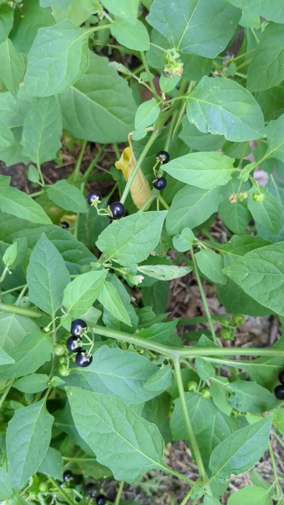North Texas - I keep cutting down what I thought was a weed and have been seeing these berries. Can anybody identify them?