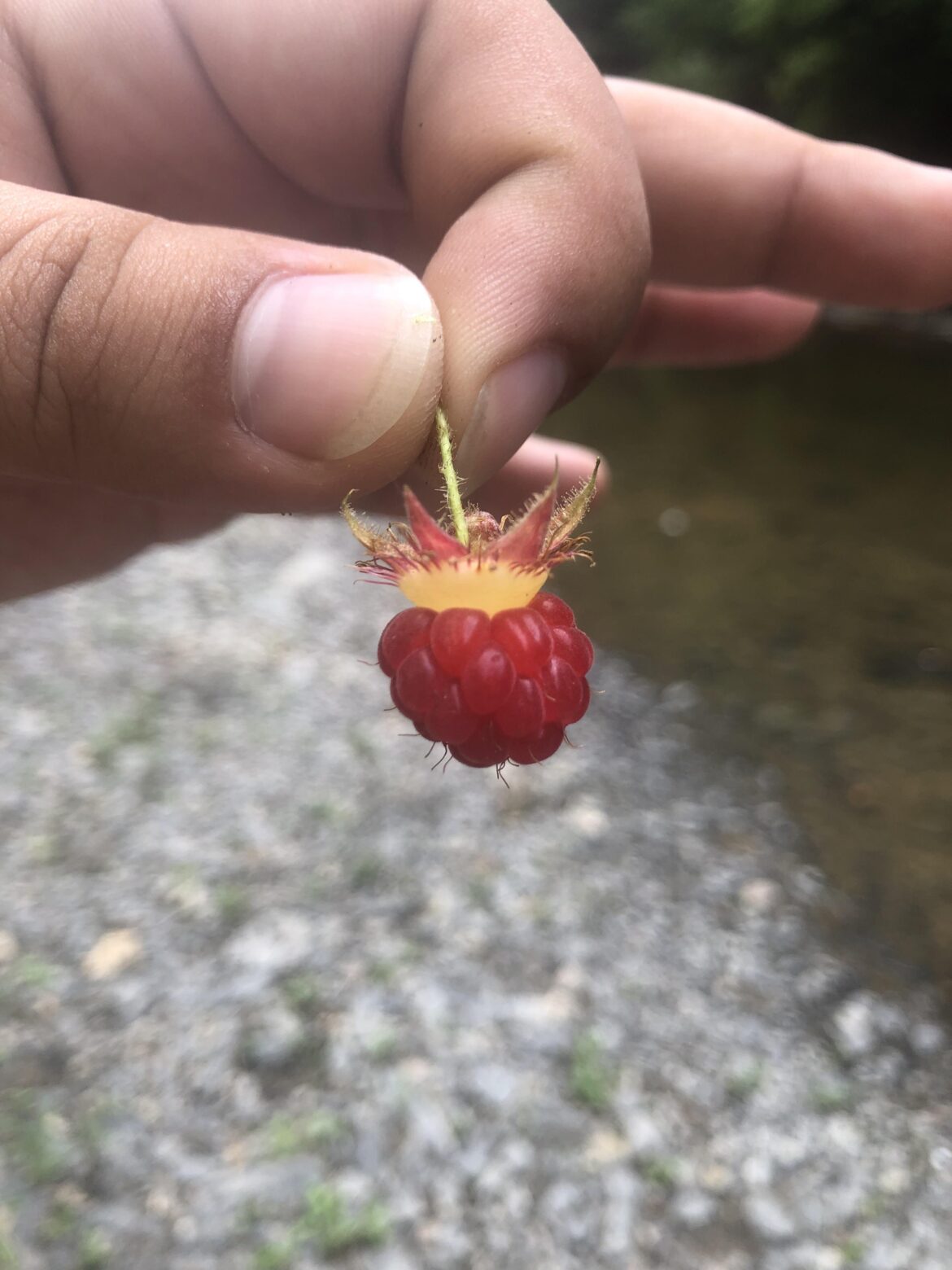 Found at 18 Mile Creek, Hamburg, New York. Any idea what it is?