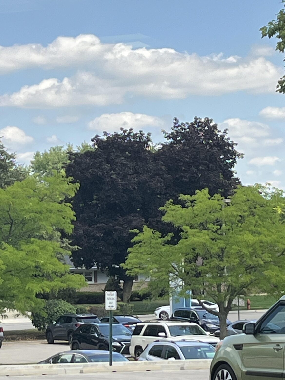 Can you tell me what tree this dark one is?